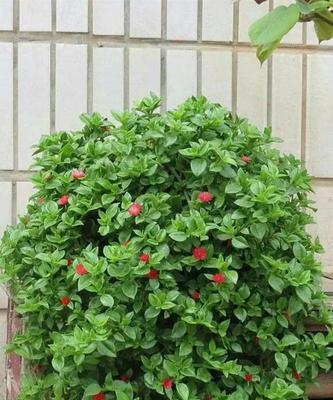 绿萝开花真的预示着好运吗？揭秘绿萝开花的含义？