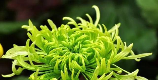 绿色菊花的象征意义是什么？购买时需要注意什么？