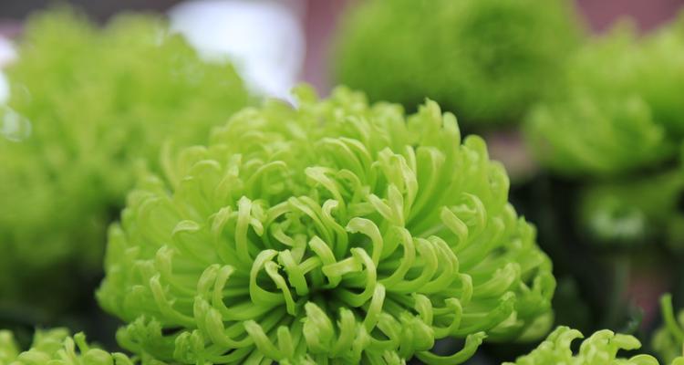 绿色菊花的象征意义是什么？购买时需要注意什么？