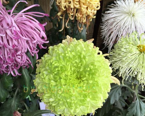 绿色菊花的象征意义是什么？购买时需要注意什么？
