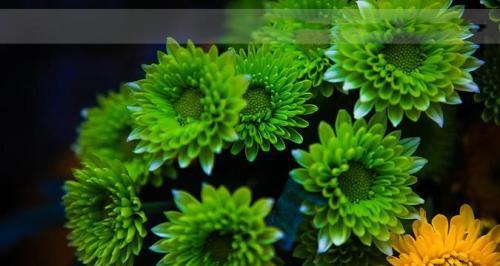 绿色菊花的花语是什么？如何正确理解绿色菊花的含义？
