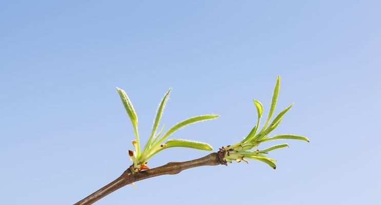 梨树叶子的形状像什么？叶子的特点有哪些？