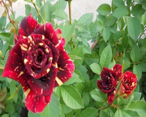 绿色玫瑰代表什么含义？花语有哪些独特之处？