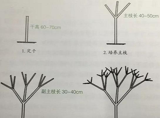 梨树第一年修剪方法是什么？如何正确进行修剪以促进生长？