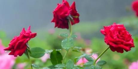 绿色玫瑰代表什么含义？花语有哪些独特之处？
