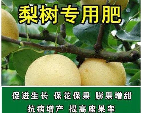 梨树冬天能栽活吗？冬季栽植梨树的正确方法是什么？