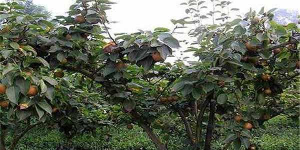 梨树冬天能栽活吗？冬季栽植梨树的正确方法是什么？