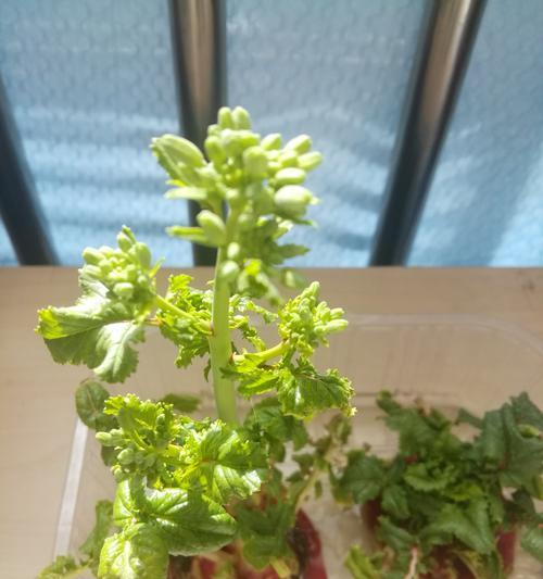 萝卜开花预示着什么意思？揭秘萝卜开花的含义和常见问题