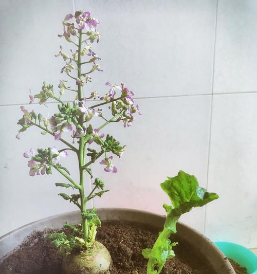 萝卜开花预示着什么意思？揭秘萝卜开花的含义和常见问题