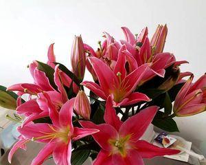 罗宾百合花语代表什么意思？如何正确解读罗宾百合的花语含义？