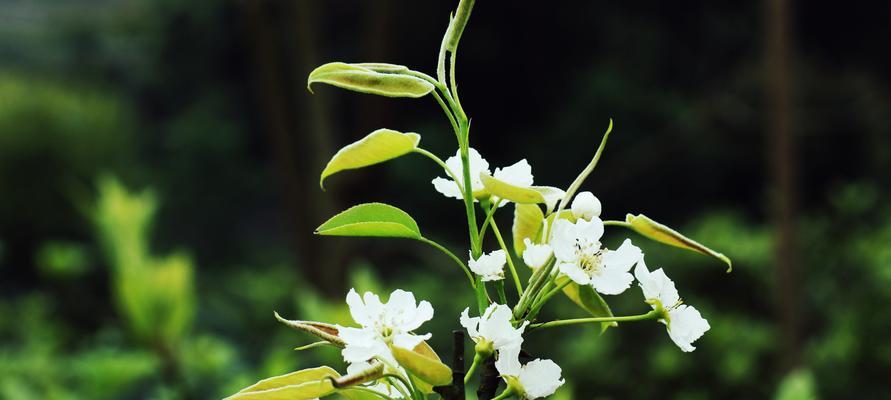梨树开花结果需要多长时间？常见问题有哪些？