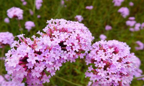马鞭草象征什么？花语有哪些含义？