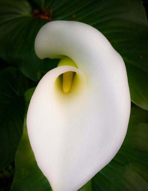 马蹄花的象征意义是什么？如何正确理解马蹄花的花语？