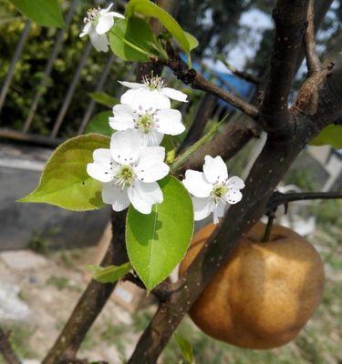 梨树花是什么颜色的？常见梨树品种的花色有哪些？