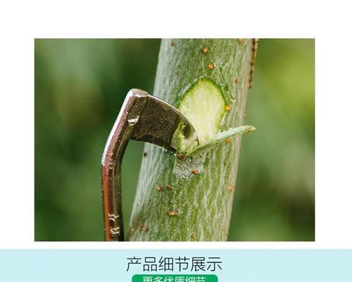 梨树环剥的最佳时间是什么时候？环剥技术方法有哪些？