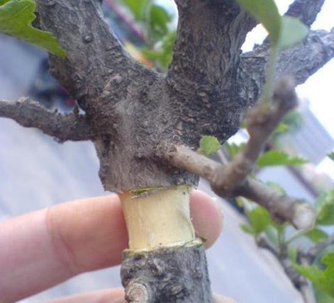 梨树环剥的最佳时间是什么时候？环剥技术方法有哪些？