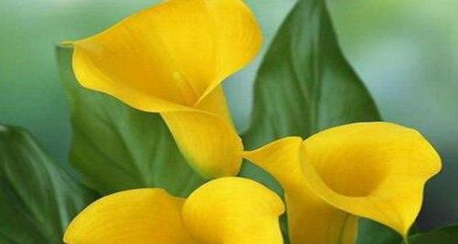 马蹄莲的花语代表什么？马蹄莲的象征意义有哪些？