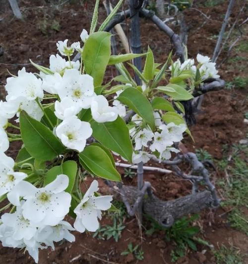 梨树几年开花结果？如何正确管理以促进早期结果？
