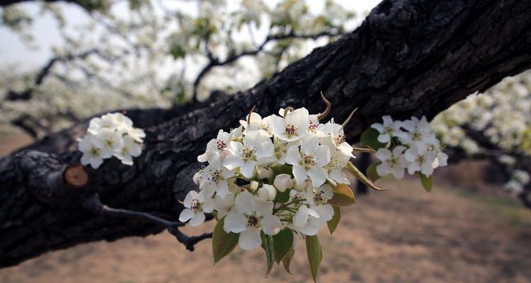 梨树几年开花结果？如何正确管理以促进早期结果？