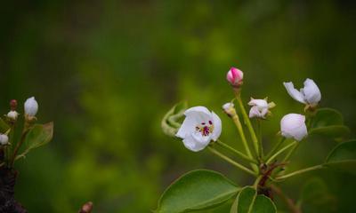 梨树几年开花结果？如何正确管理以促进早期结果？