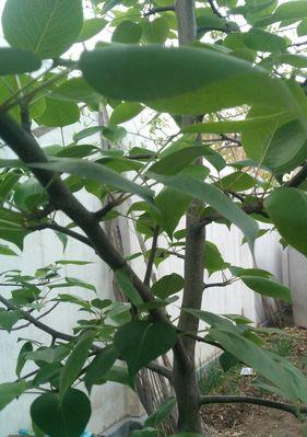 梨树开花结果时间表？如何正确管理梨树以提高产量？
