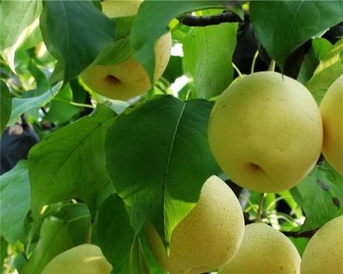 梨树开花结果时间表？如何正确管理梨树以提高产量？