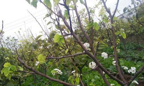 梨树开花结果时间表？如何正确管理梨树以提高产量？
