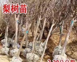 梨树嫁接后几年能结果？嫁接梨树的最佳时间是什么时候？