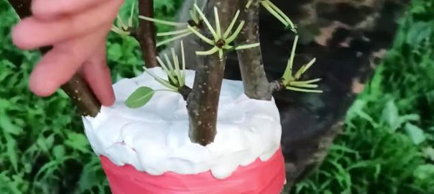 梨树嫁接的最佳时间是什么时候？有哪些有效方法？