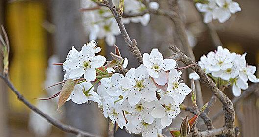 梨树开的花是什么颜色？梨花的常见颜色有哪些？