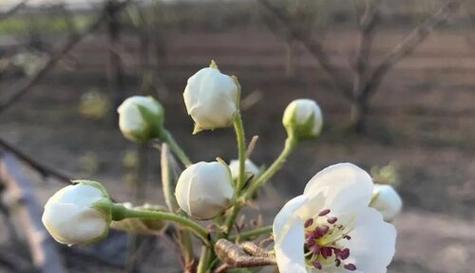梨树开的花是什么颜色？梨花的常见颜色有哪些？