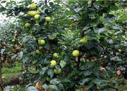 梨树可以种在院子里吗？院子里种植梨树的注意事项是什么？