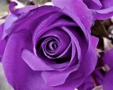 玫瑰花代表什么意思？不同颜色和数量的玫瑰花语有哪些？
