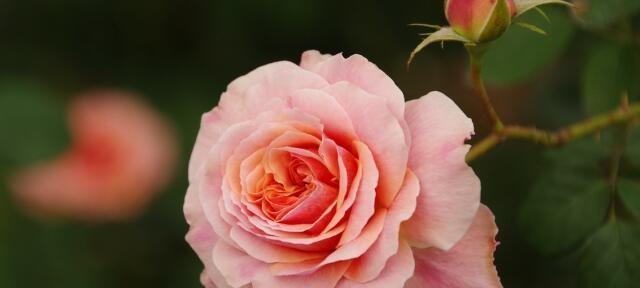 玫瑰花代表什么意思？不同颜色和数量的玫瑰花语有哪些？