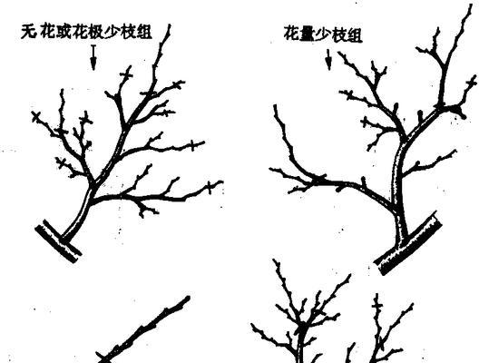 梨树扦插生根最快方法是什么？如何提高梨树扦插成功率？