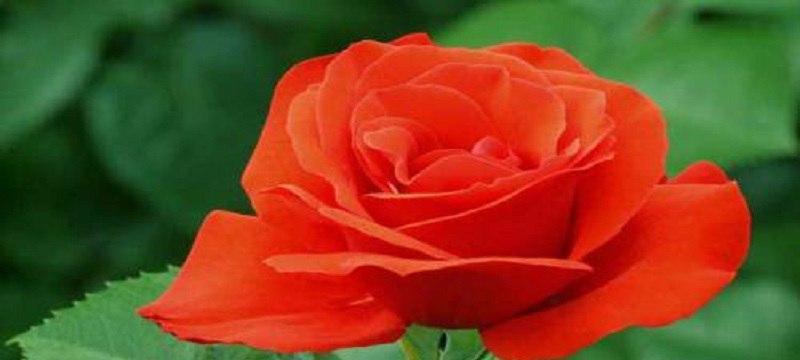 玫瑰花花语是什么？12朵玫瑰代表什么含义？