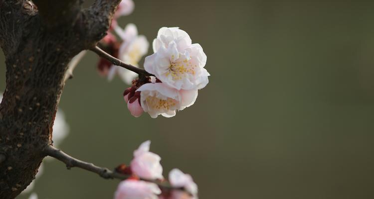 梅花代表的生肖是哪个？梅花象征的生肖特性有哪些？