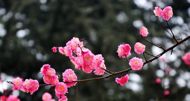 梅花的花语是什么意思？梅花象征寓意有哪些？