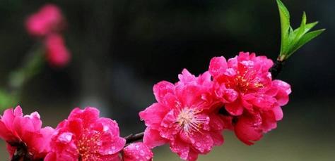 梅花的花语是什么意思？梅花象征寓意有哪些？