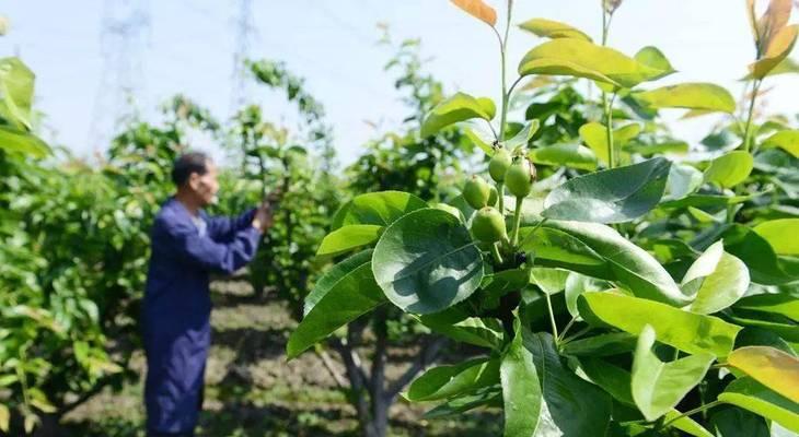 梨树施什么肥好？如何根据季节选择合适的肥料？