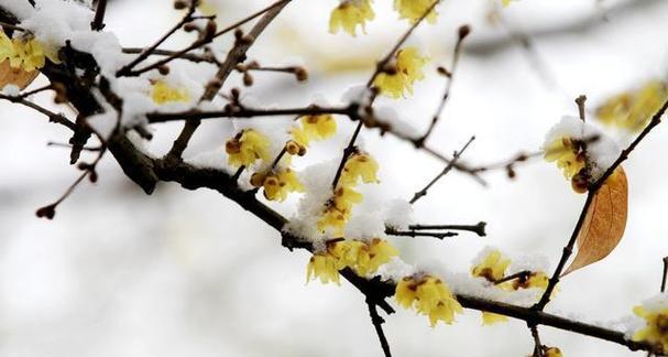 梅花花语象征与寓意是什么？如何理解梅花的深层含义？