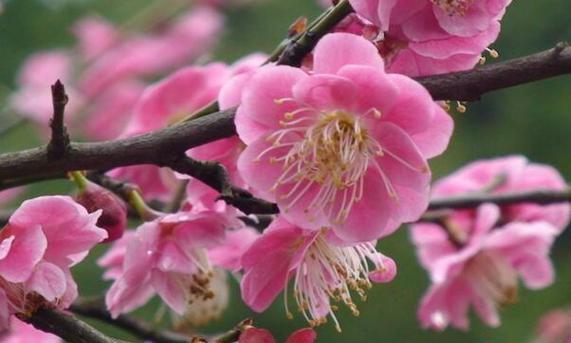 梅花花语象征与寓意是什么？如何理解梅花的深层含义？