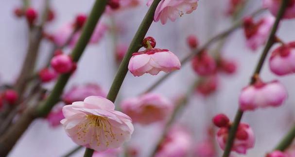 梅花象征着哪些品质？梅花代表的人格特质是什么？