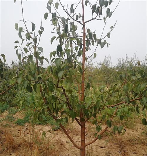 梨树是乔木还是灌木植物？如何区分梨树的类型？