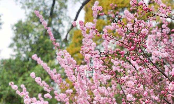梅州市花梅花象征什么？梅花寓意有哪些？