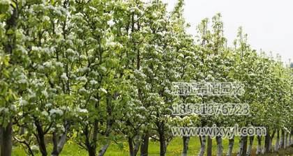 梨树是乔木还是灌木植物？如何区分梨树的类型？