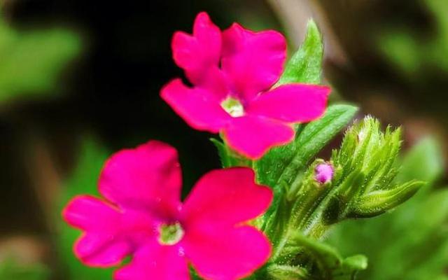 美女樱开花代表什么花语？花语和寓意有哪些？
