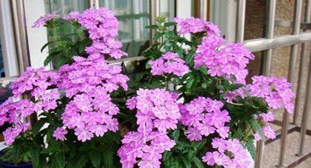 美女樱开花代表什么花语？花语和寓意有哪些？