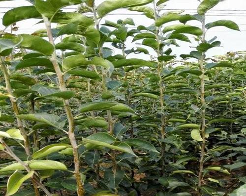 梨树适合什么土壤种植？如何选择最佳种植地？