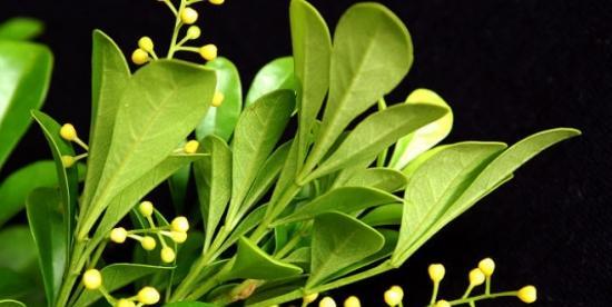 米兰花语代表什么意思？如何正确解读米兰的花语含义？